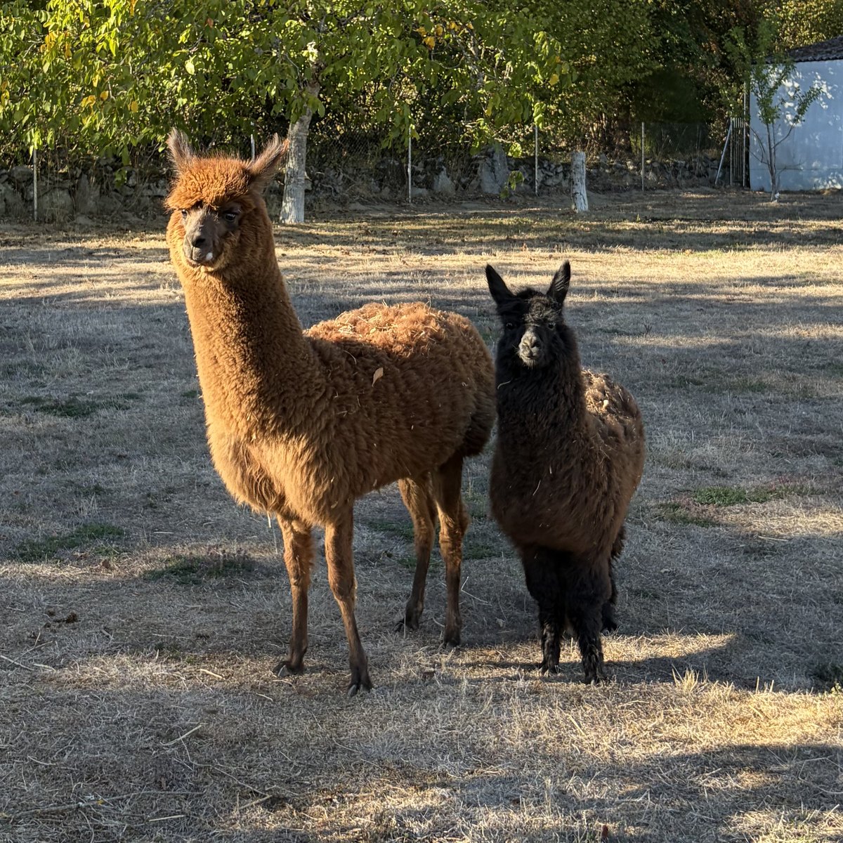 Pixie et Pénélope, les deux alpagas de la microferme