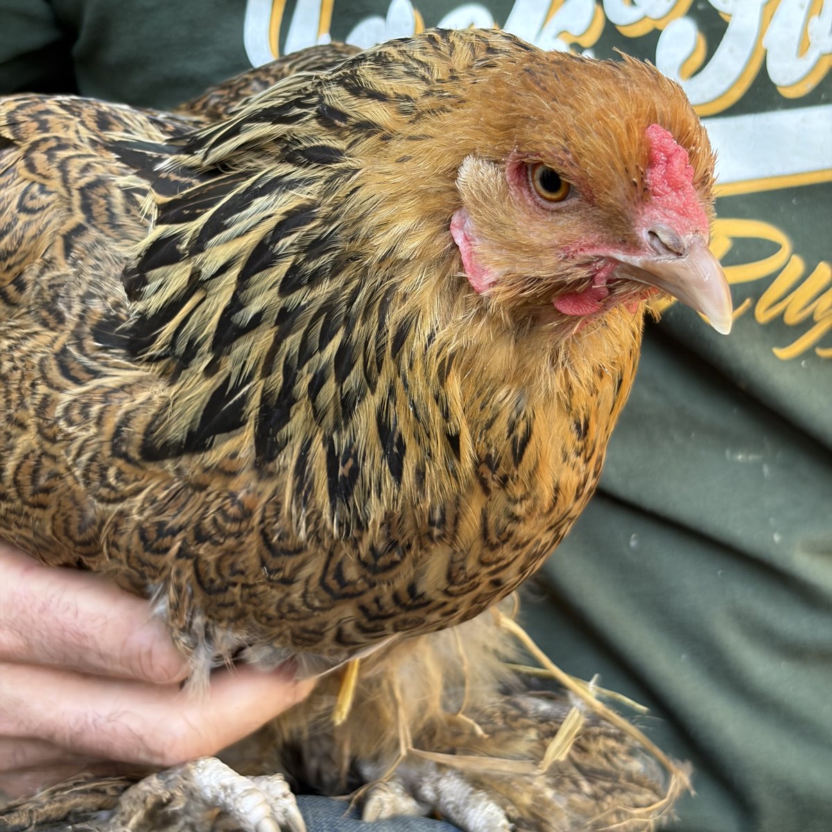 Poule de la microferme
